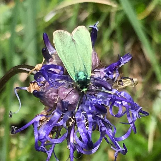 Insect: Animal in habitat Mountain meadows in the NatureSpots App