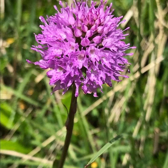 Rosa Kugelorchis: Pflanze im Habitat Bergwiese in der NatureSpots App