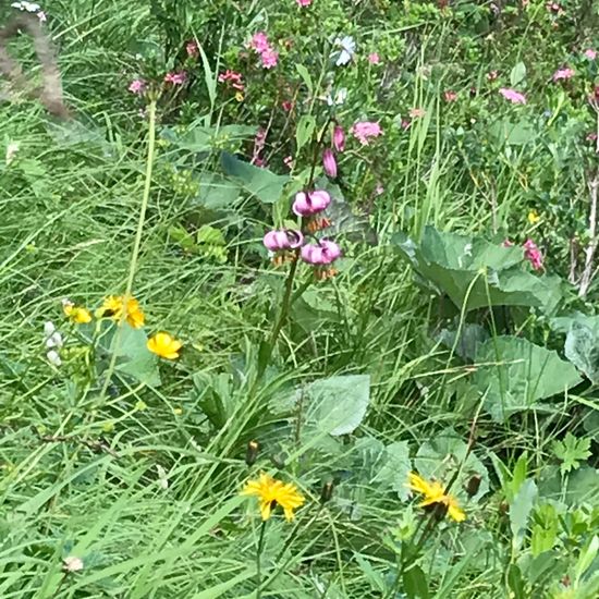 Lilium martagon: Plant in habitat Mountain meadows in the NatureSpots App