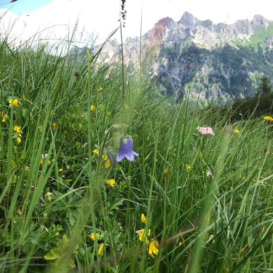 Bärtige Glockenblume: Pflanze im Habitat Bergwiese in der NatureSpots App