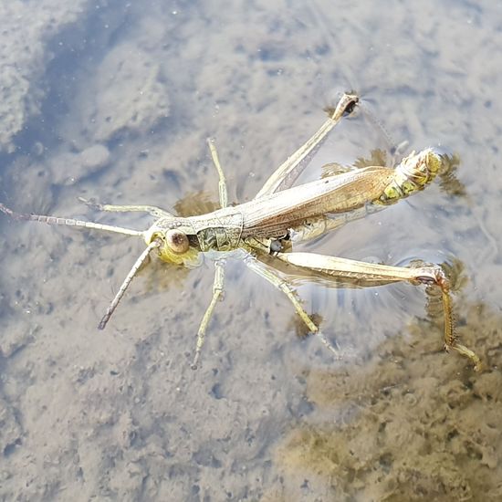 Gemeiner Grashüpfer: Tier im Habitat Naturnahe Wiese in der NatureSpots App