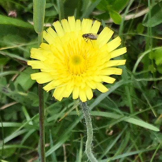 Kleines Habichtskraut: Pflanze im Habitat Bergwiese in der NatureSpots App