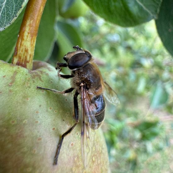 Eristalis tenax: Animal in habitat Garden in the NatureSpots App