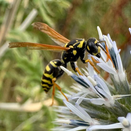 Haus-Feldwespe: Tier im Habitat Naturnahe Wiese in der NatureSpots App