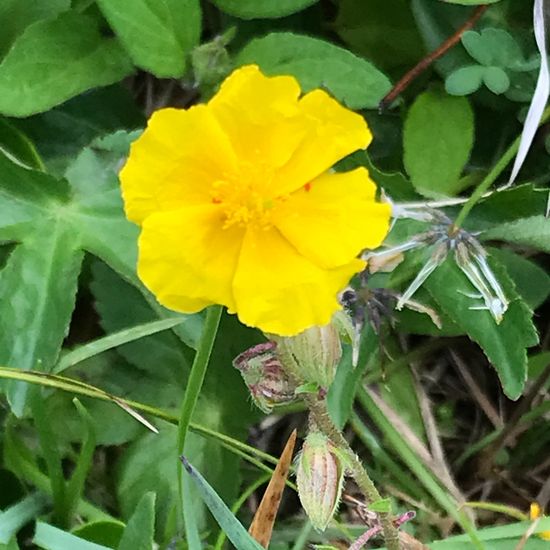 Helianthemum nummularium: Plant in habitat Mountain meadows in the NatureSpots App