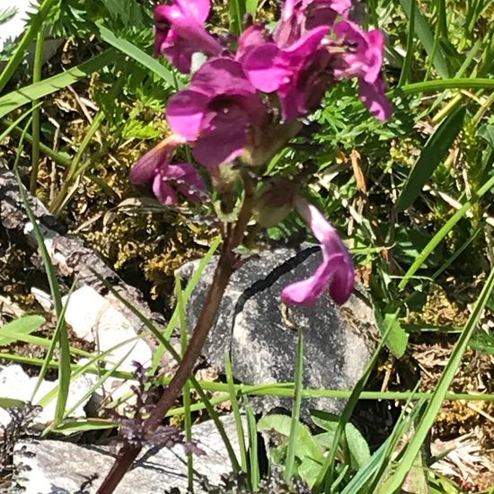 Pedicularis rosea: Pflanze im Habitat Bergwiese in der NatureSpots App