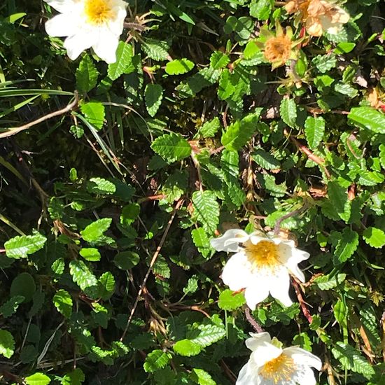 Weiße Silberwurz: Pflanze im Habitat Bergwiese in der NatureSpots App