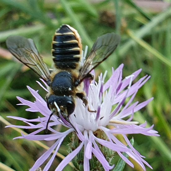 Eine unbekannte Art: Tier im Habitat Naturnahe Wiese in der NatureSpots App