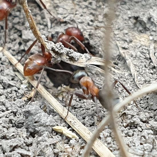 Formicoidea: Tier im Habitat Naturnahe Wiese in der NatureSpots App