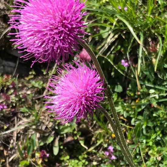 Alpen-Distel: Pflanze im Habitat Bergwiese in der NatureSpots App