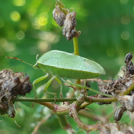 Eine unbekannte Art: Tier im Habitat Naturnahe Wiese in der NatureSpots App