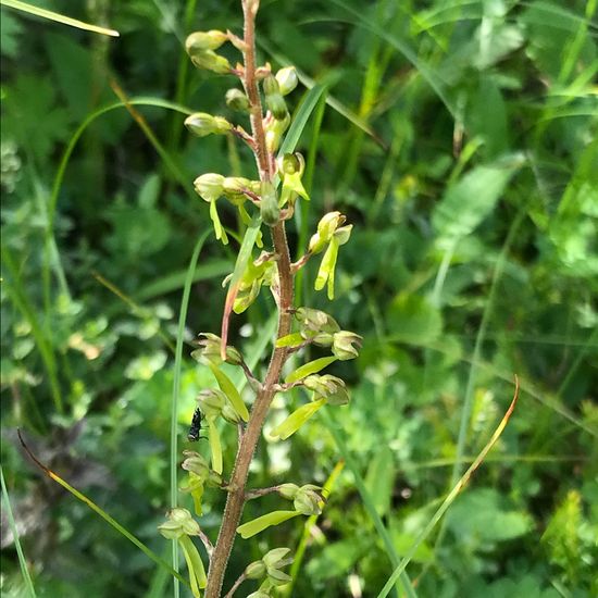 Großes Zweiblatt: Pflanze im Habitat Bergwiese in der NatureSpots App