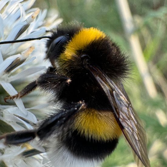 Dunkle Erdhummel: Tier im Habitat Grasland und Büsche in der NatureSpots App