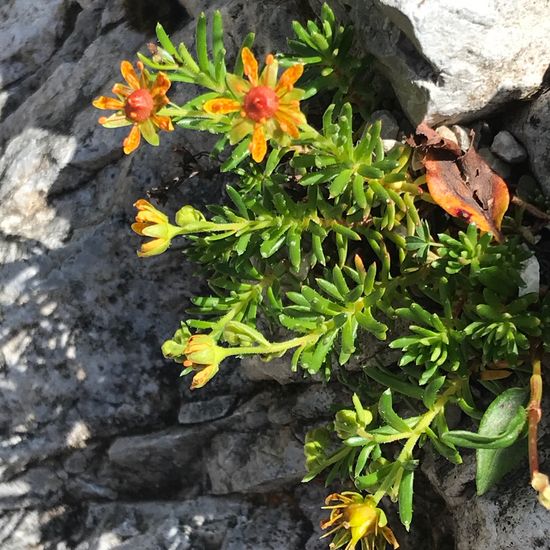 Fetthennen-Steinbrech: Pflanze im Habitat Felsgebiet in der NatureSpots App