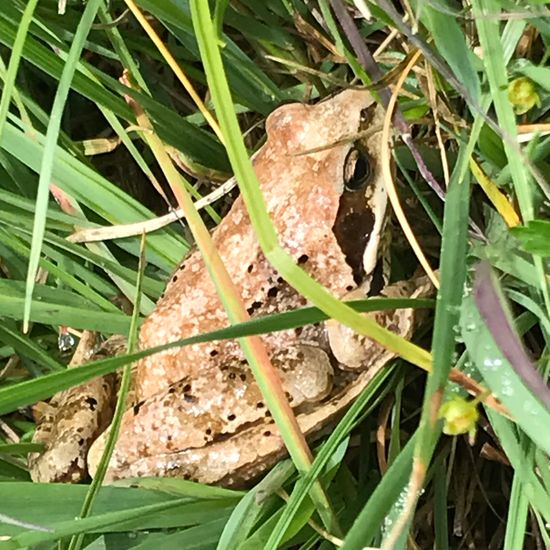 Grasfrosch: Tier im Habitat Bergwiese in der NatureSpots App