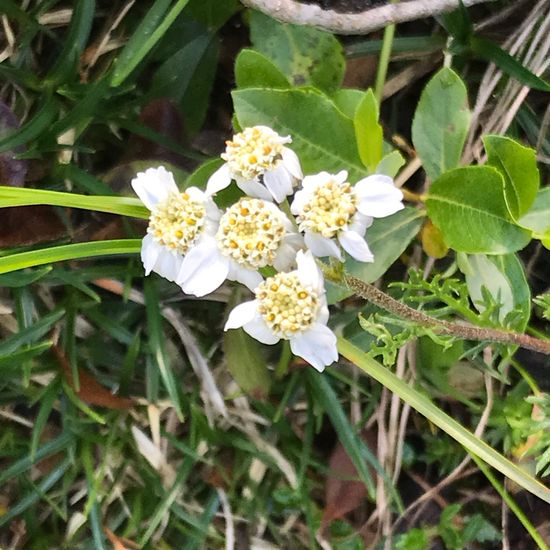 Sumpf-Schafgarbe: Pflanze im Habitat Felsgebiet in der NatureSpots App