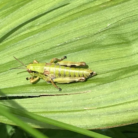 Acrididae: Tier im Habitat Bergwiese in der NatureSpots App