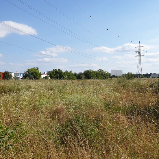 Landscape: Grassland and Shrub in habitat Natural Meadow in the NatureSpots App