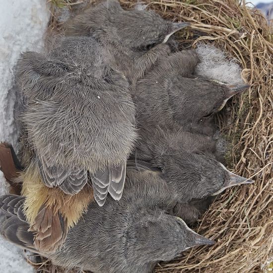 Amsel: Tier im Habitat Hinterhof in der NatureSpots App