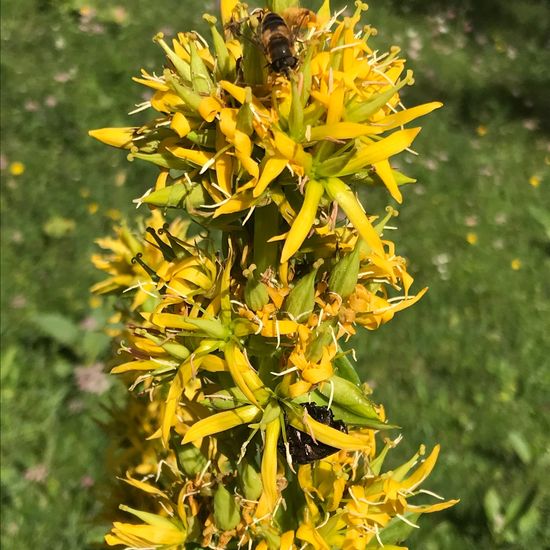 Gelber Enzian: Pflanze im Habitat Bergwiese in der NatureSpots App