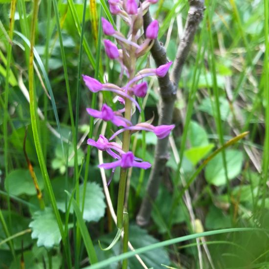 Mücken-Händelwurz: Pflanze im Habitat Bergwiese in der NatureSpots App