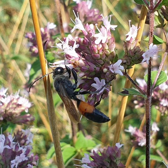 Eine unbekannte Art: Tier im Habitat Naturnahe Wiese in der NatureSpots App