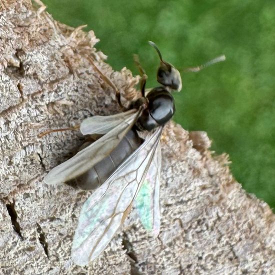 Schwarze Wegameise: Tier im Habitat Garten in der NatureSpots App