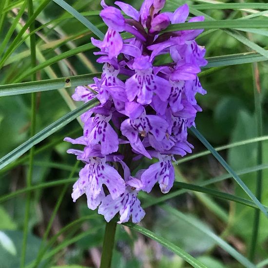 Dactylorhiza maculata: Plant in habitat Mountain meadows in the NatureSpots App