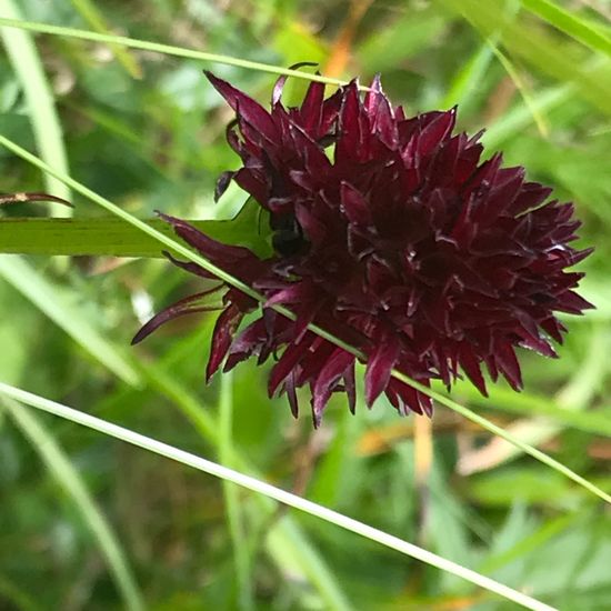 Gewöhnliches Kohlröschen: Pflanze im Habitat Bergwiese in der NatureSpots App