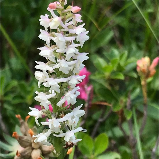 Wohlriechende Händelwurz: Pflanze im Habitat Bergwiese in der NatureSpots App