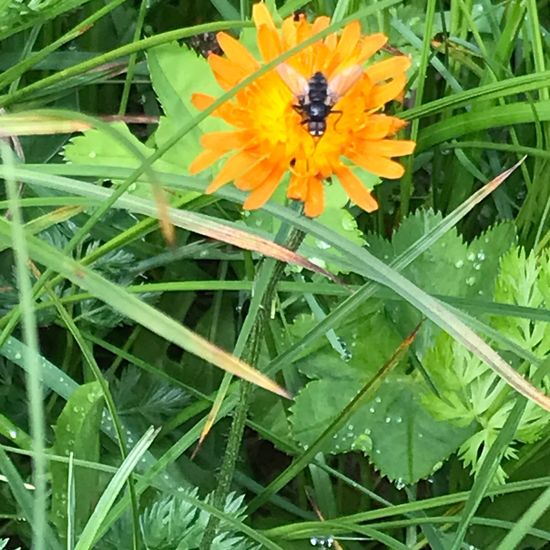 Crepis aurea: Plant in habitat Mountain meadows in the NatureSpots App