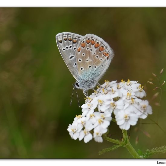 Polyommatus icarus: Animal in habitat Natural in the NatureSpots App