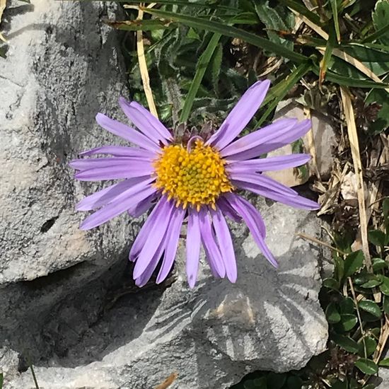 Aster alpinus: Plant in habitat Rock areas in the NatureSpots App