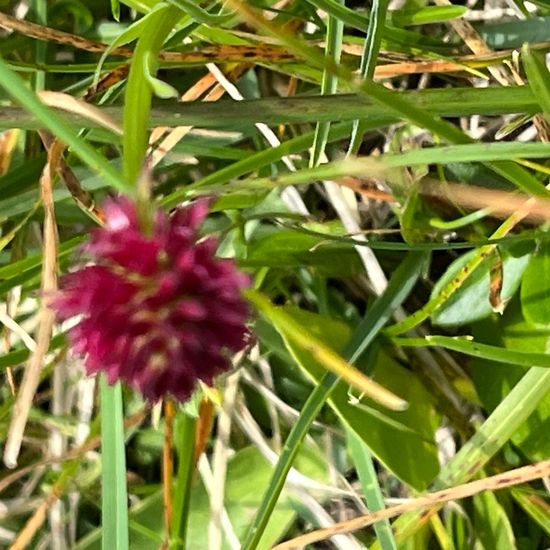 Nigritella nigra subsp. rhellicani: Plant in habitat Mountain meadows in the NatureSpots App