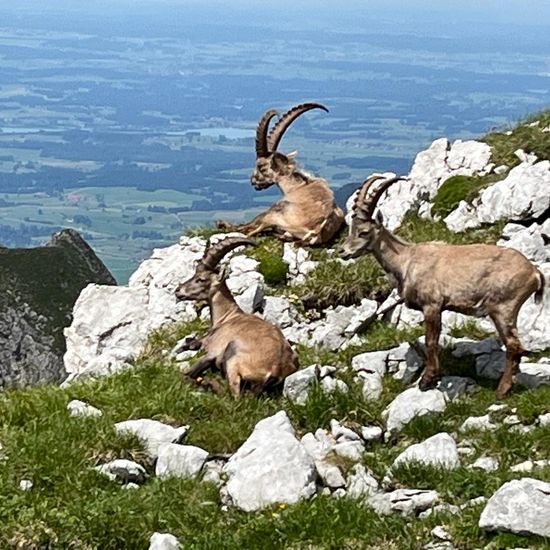 Capra ibex: Animal in habitat Rock areas in the NatureSpots App