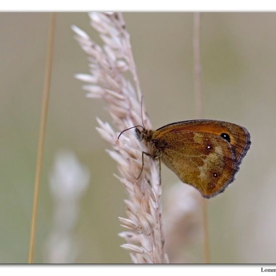 Rotbraunes Ochsenauge: Tier im Habitat Andere Habitate in der NatureSpots App