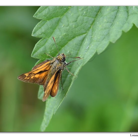 Rostfarbiger Dickkopffalter: Tier im Habitat Andere Habitate in der NatureSpots App