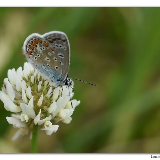 Polyommatus icarus: Animal in habitat Natural in the NatureSpots App