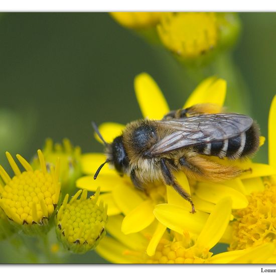 Dasypoda: Tier im Habitat Andere Habitate in der NatureSpots App