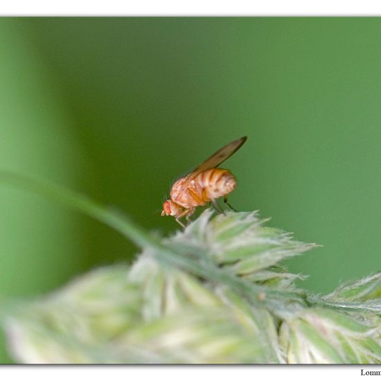 Minettia inusta: Tier im Habitat Habitat manuell eingeben in der NatureSpots App