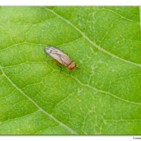 Neomochtherus geniculatus: Tier im Habitat Habitat manuell eingeben in der NatureSpots App