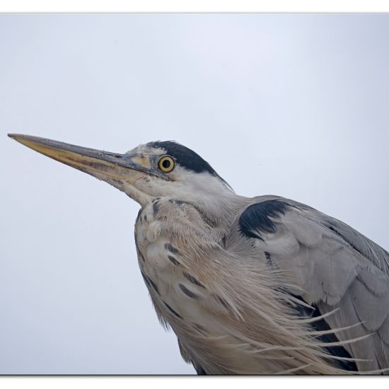 Grey Heron: Animal in habitat City and Urban in the NatureSpots App