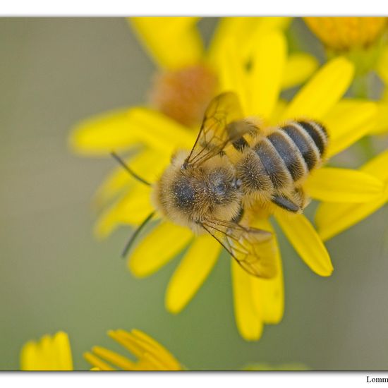 Dasypoda: Tier im Habitat Andere Habitate in der NatureSpots App