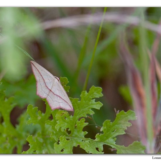 Blood-vein: Animal in habitat Natural in the NatureSpots App