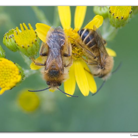 Dasypoda: Tier im Habitat Andere Habitate in der NatureSpots App