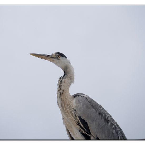 Grey Heron: Animal in habitat City and Urban in the NatureSpots App