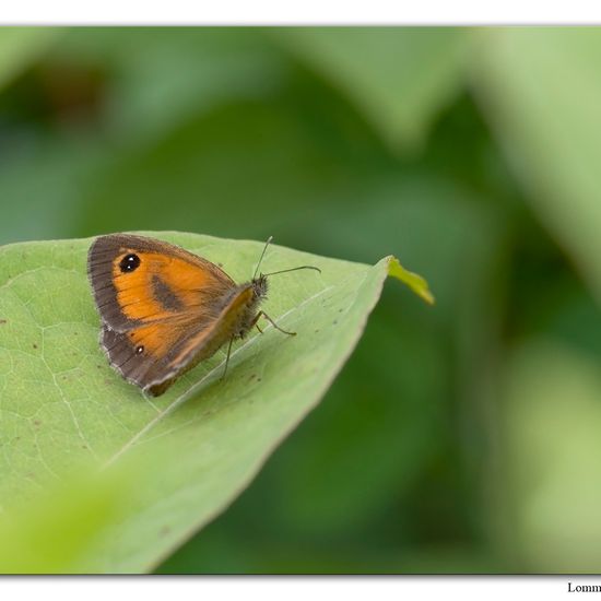 Rotbraunes Ochsenauge: Tier im Habitat Andere Habitate in der NatureSpots App