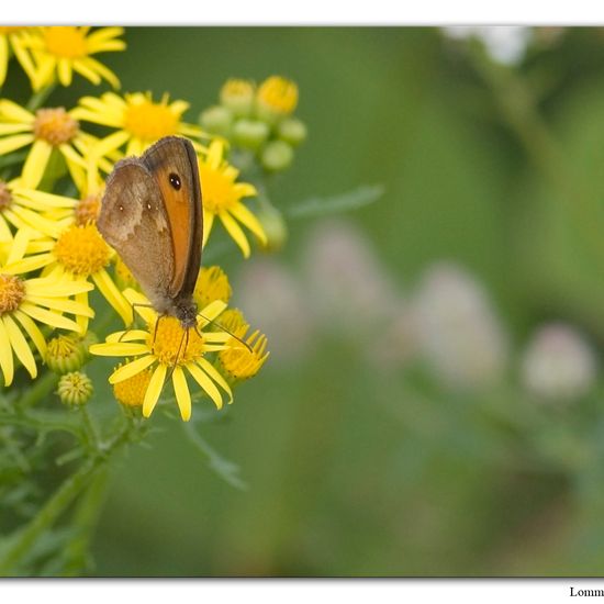 Rotbraunes Ochsenauge: Tier im Habitat Andere Habitate in der NatureSpots App