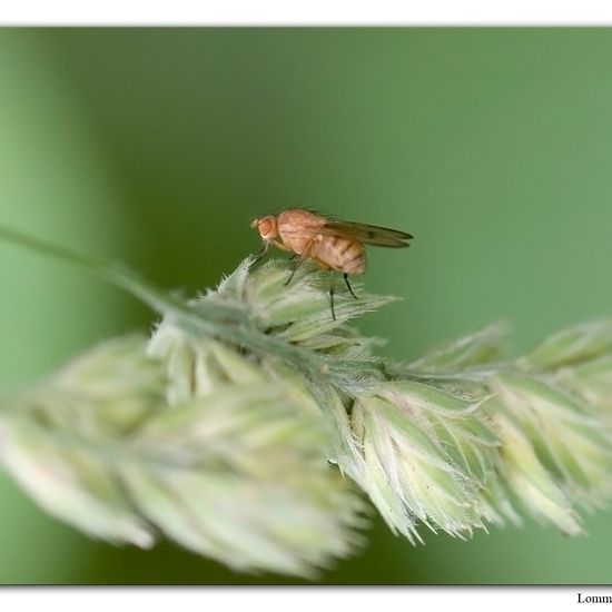 Minettia inusta: Tier im Habitat Habitat manuell eingeben in der NatureSpots App