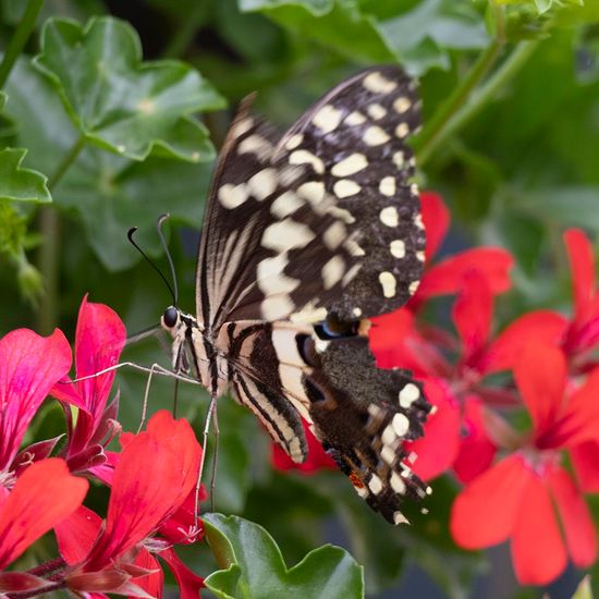 Schwalbenschwanz: Tier in der Natur in der NatureSpots App